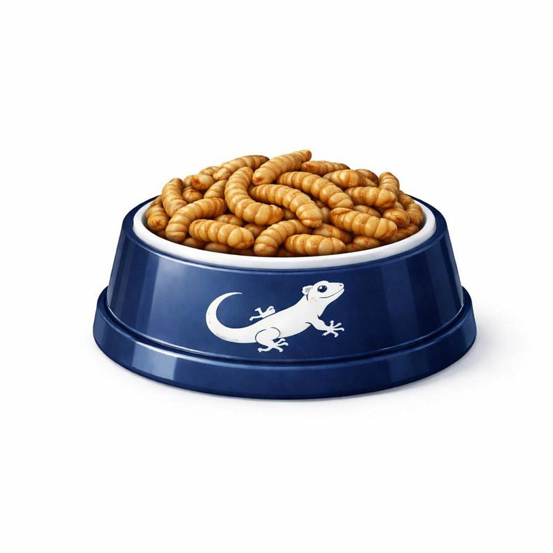 Gecko food